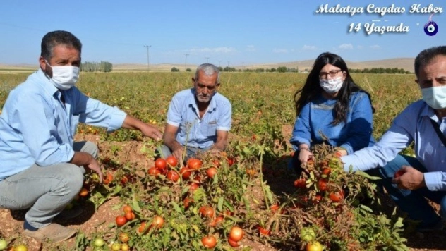 Domates tarlada 50 kuruş, manavda 3 TL