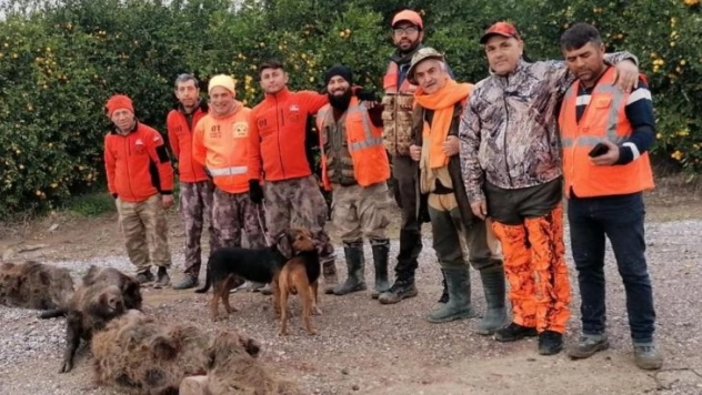 Domuzlardan bıkan üreticiler, avcılardan yardım istedi