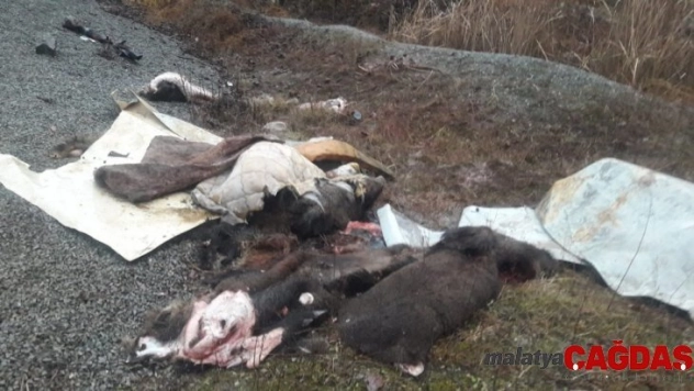 Domuzları parçalayarak, derilerini yol kenarına bırakan şahıslar için inceleme başlatıldı