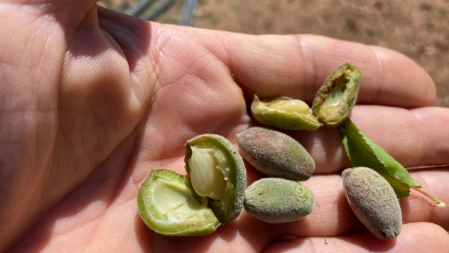 Don kayısı bahçelerini vurdu, üreticiler destek bekliyor