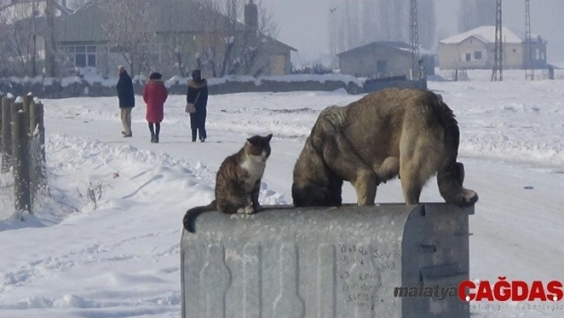 Dondurucu havada kedi ve köpeğin sıcak dostluğu