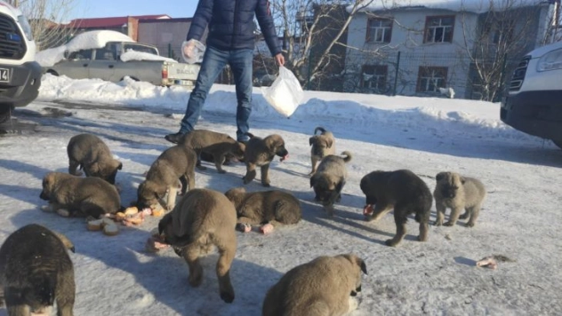 Donmak üzere olan 17 yavru köpeğe vatandaşlar sahip çıktı