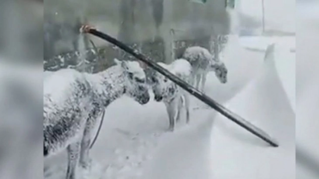 Donmak üzere olan eşeklere sahip çıkan genç: 'Herkesten böyle bir duyarlılığı bekliyoruz'