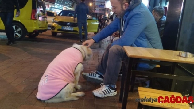 Donmak üzere olan köpeğe esnaftan şefkat eli