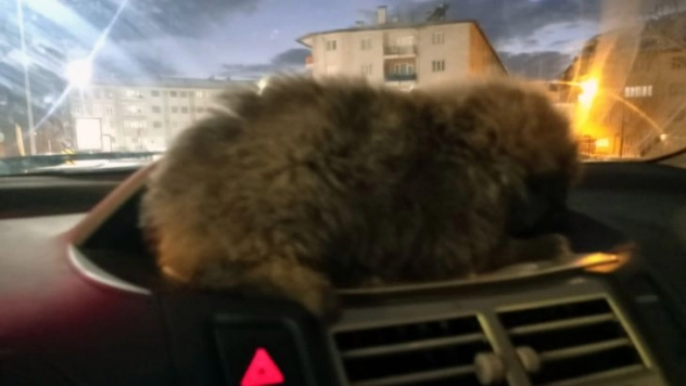 Donmak üzereyken bulduğu yavru köpeği aracının kaloriferinde ısıttı