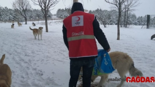DPÜ Kızılay Topluluğu hayvanlara yem bıraktı