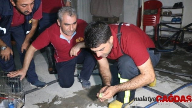 Dumandan etkilenen kuşa suni tenefüs ve kalp masajı