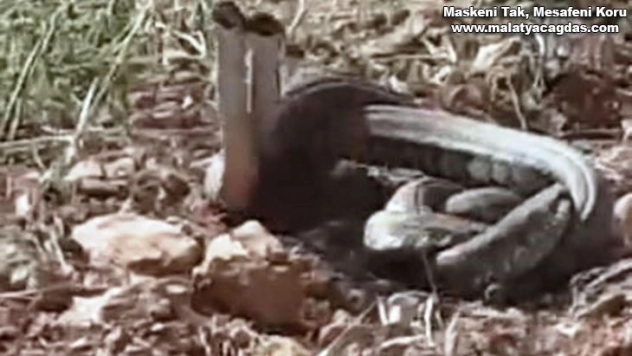 Dünya'nın en zehirli yılanları Şanlıurfa'da görüldü