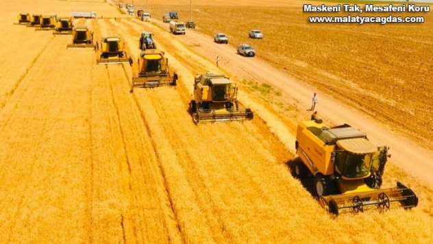 Dünyanın en büyük çiftliğinde buğday hasadı başladı