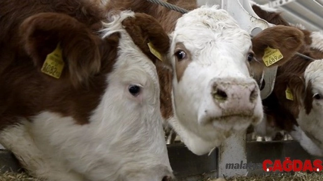 Düve alım desteği başvuruları başladı