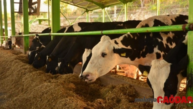 Düve Alım Destekleme başvuruları başladı