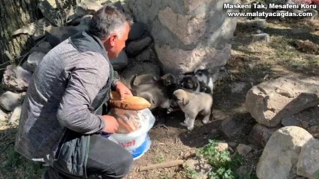 Duyarlı vatandaş sokak hayvanları doyuruyor