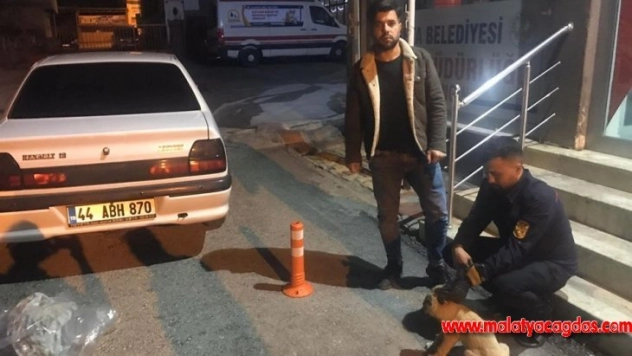 Duyarlı vatandaş yaralı köpeği belediyeye teslim etti
