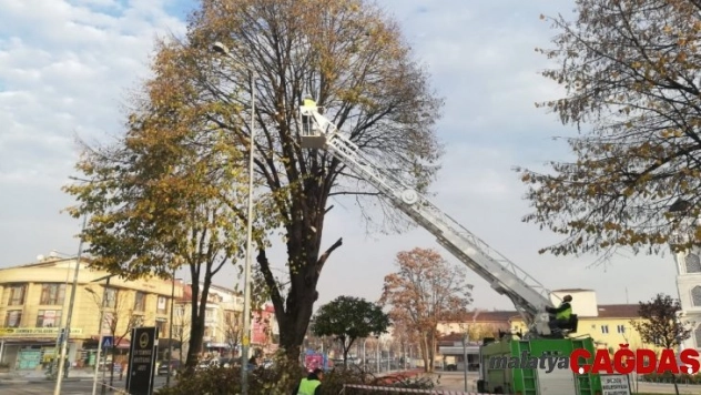 Düzce Belediyesi ekiplerinin budama çalışmaları sürüyor