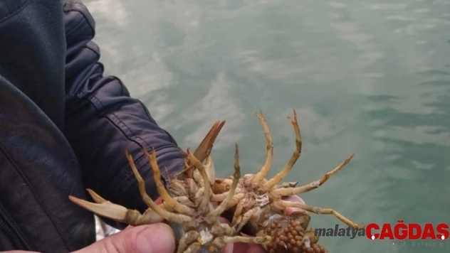 Eğirdir Gölü'nde kaçak avlanan 100 kilogram canlı kerevit göle iade edildi