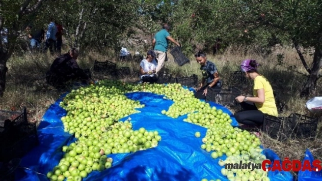 Eğitim için elma hasadı