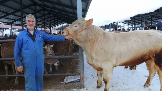 Eksi 15'de hayvan pazarı kuruldu