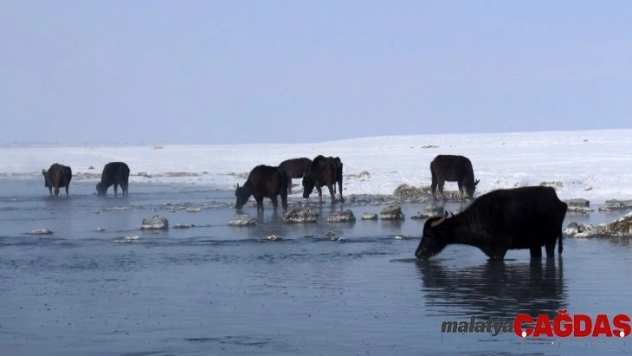 Eksi 20 derecede mandaların suda yeşil ot ziyafeti