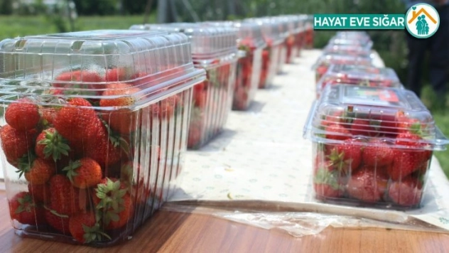 Elazığ çileği, tarladan sonra el değmeden müşteriye gidecek