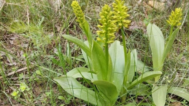 Elazığ'da  biyoçeşitlilik izleme çalışmaları sürüyor
