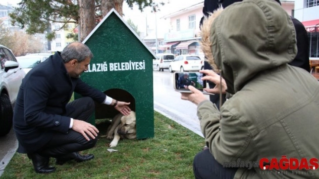 Elazığ'da 'Köpek Dostu ilçe' kış nedeniyle kulübelerle donatıldı