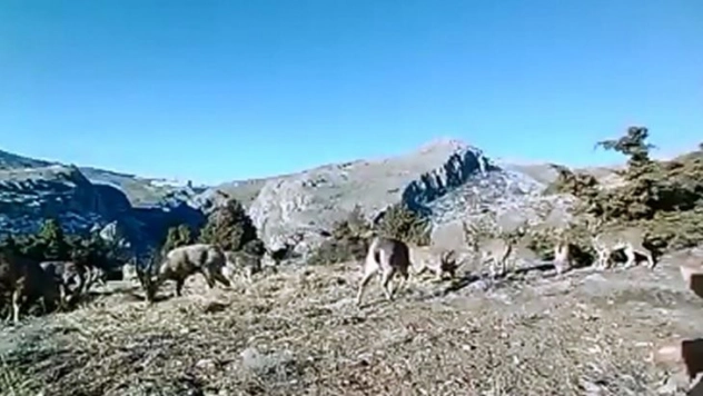 Elazığ'da 11 aylık yaban hayatı fotokapanlara yansıdı