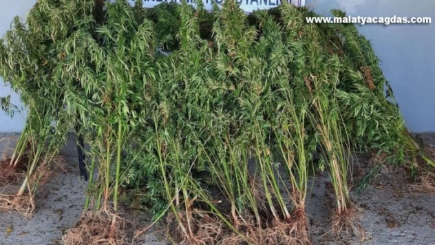 Elazığ'da 110 kök kenevir ele geçirildi