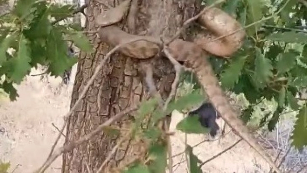 Elazığ'da 2 metrelik yılan paniği
