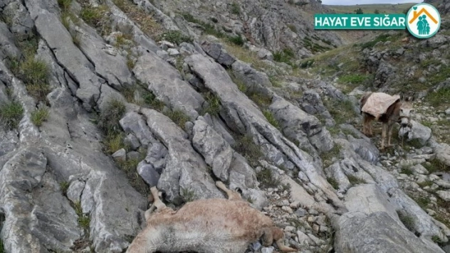 Elazığ'da 30 küçükbaş hayvan sağanak nedeniyle telef oldu