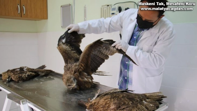Elazığ'da 4 yaralı şahin tedavi altına alındı, hayvan hastanesi başhekimi uyardı