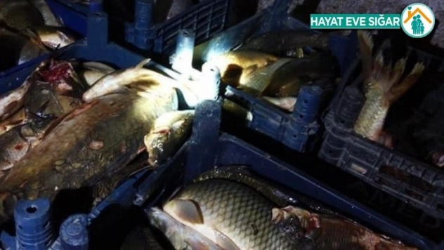 Elazığ'da 400 kilo kaçak balık ele geçirildi