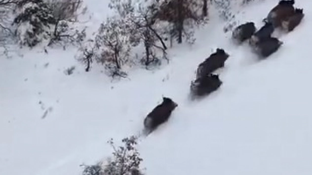 Elazığ'da domuz sürüsü dron ile görüntülendi