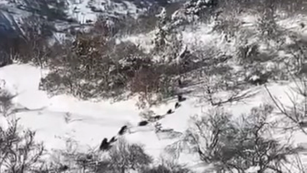 Elazığ'da domuz sürüsü görüldü