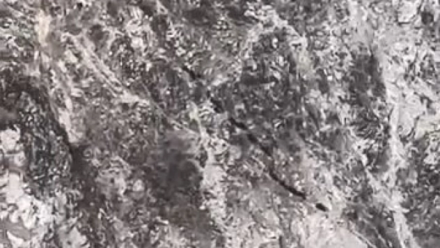 Elazığ'da domuz sürüsü görüntülendi