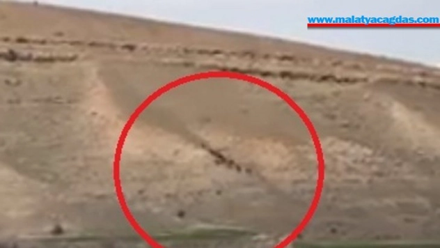 Elazığ'da domuz sürüsü görüntülendi