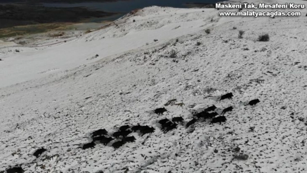 Domuz sürüsünün kaçışları drone ile böyle görüntülendi