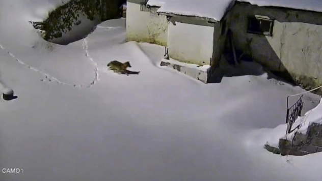 Elazığ'da evin çevresinde yiyecek arayan kurt kamerada