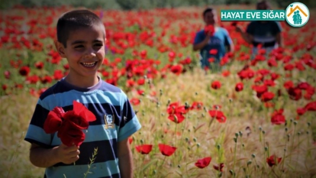 Elazığ'da gelinciklerin görsel şöleni