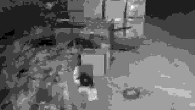 Elazığ'da güvercin hırsızlığı kameralara yansıdı