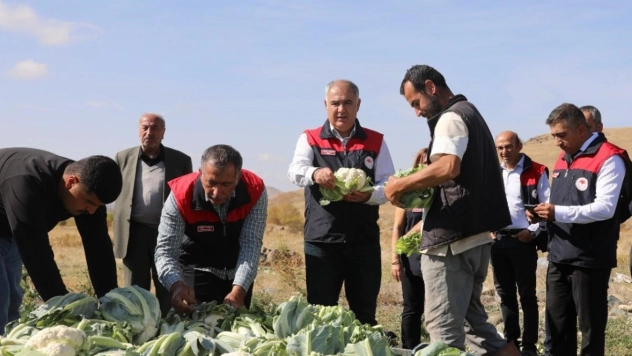 Elazığ'da karnabahar hasadı başladı