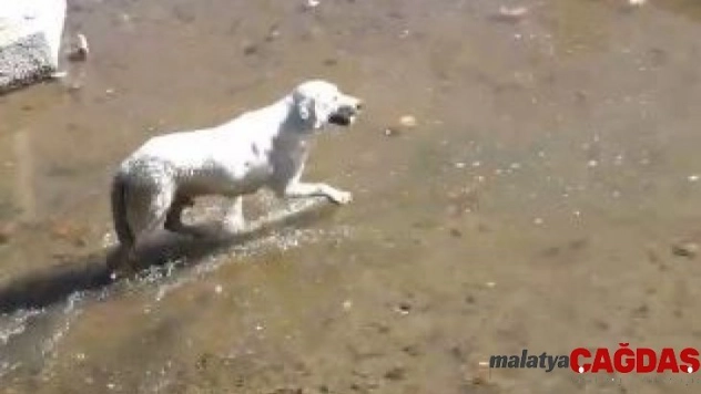 Elazığ'da köpek kurtarma operasyonu gülümsetti