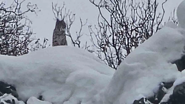 Elazığ'da koruma altındaki vaşak görüntülendi