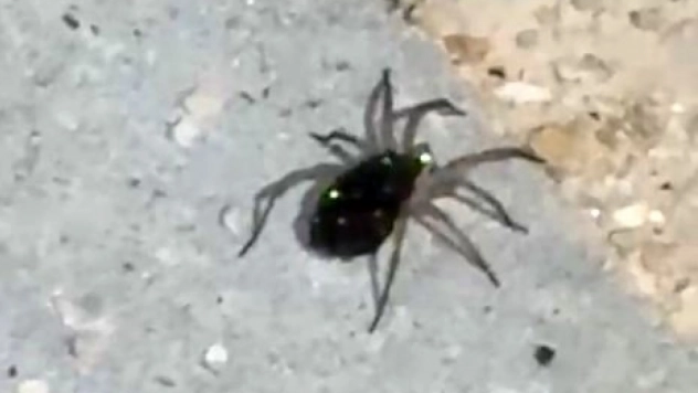 Elazığ'da kurt örümceği görüntülendi