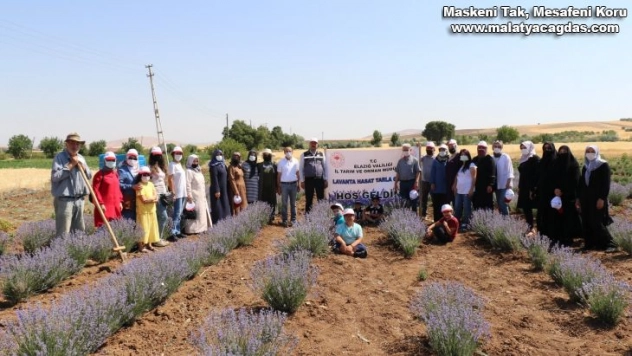 Elazığ'da lavanta hasadı gerçekleşti