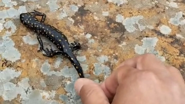 Elazığ'da nadir görülen sarı semender görüntülendi