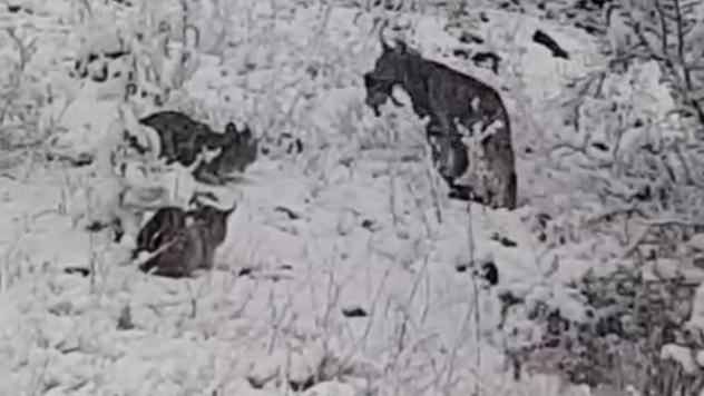 Elazığ'da vaşak ailesi görüntülendi