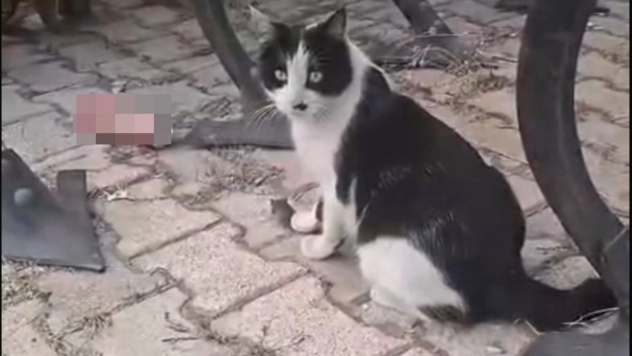 Elazığ'da yakaladığı fareyle oynayan kedi kamerada