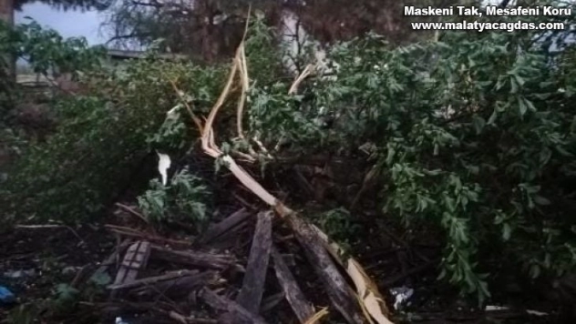 Elazığ'da yıldırımın düştüğü ağaç ikiye ayrıldı