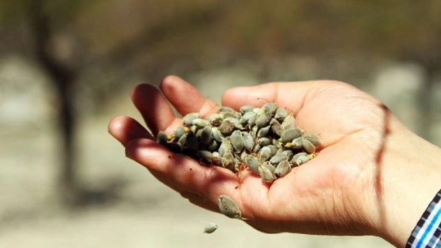Darende'de kayısı ağaçlarını zirai don vurdu