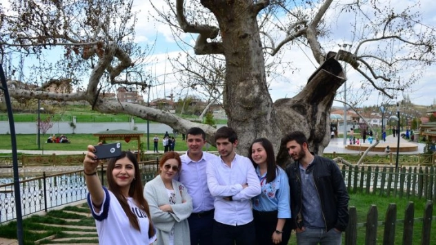 Yedi asırlık çınar turizme kazandırıldı